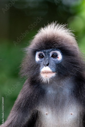 Langur à lunettes ou langur sombre de Langkawi en Malaysie.