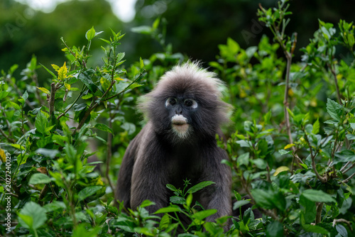 Langur à lunettes ou langur sombre de Langkawi en Malaisie.
