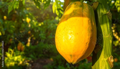 Ripe Yellow Papaya Hanging on Tree in Sunlit Tropical Garden