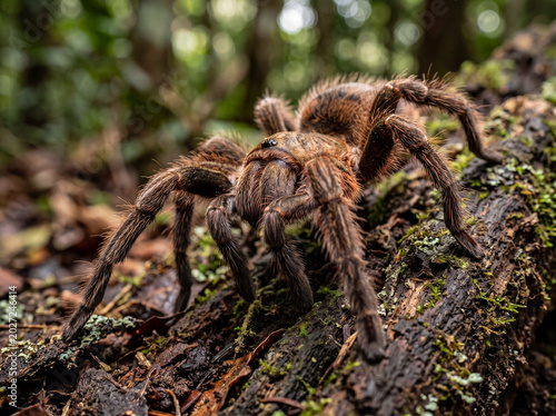 a Tarantula in a forest 