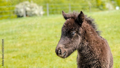 Portrait of a cute dark brown Icelandic horse foal on a green spring pasture 
