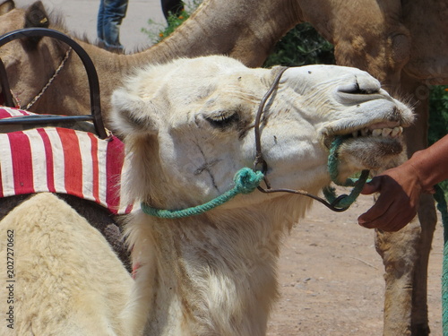  Camel on the way to the gardens of Menara, on the outskirts of the city.