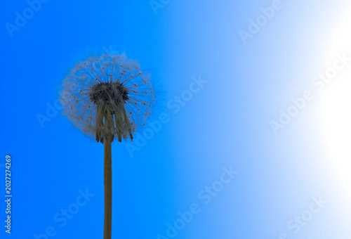 Lonely dandelion on a blue gradient background. Space for text.
