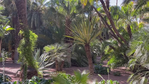 Vibrant cactus garden in Majorelle Gardens Marrakech featuring agave, golden barrel cactus, prickly pear, and tall euphorbia under lush desert landscape