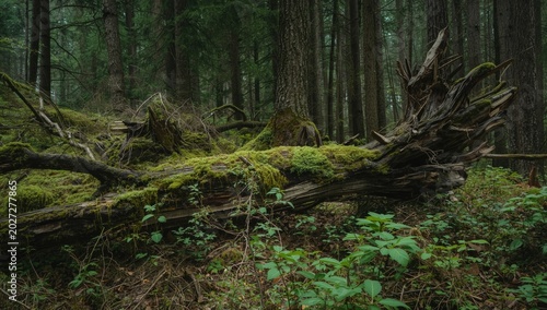 Aged Fallen Tree Covered in...