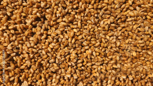 Golden Wheat Grains Background Texture Close Up