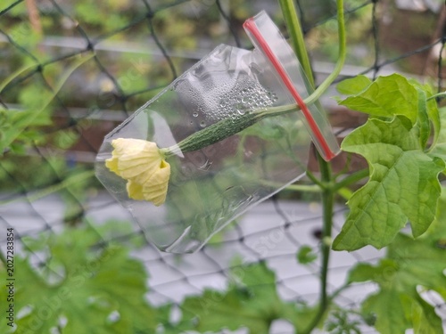Greenhouse protection of a blooming bitter melon flower enclosed in a clear plastic bag for pest control