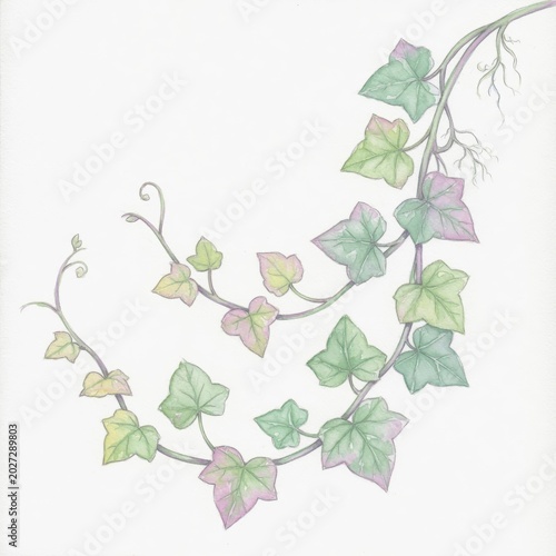 Delicate Ivy Vine Illustration for Nature-Inspired Designs