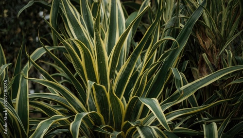 Birds nest snake plants gat...