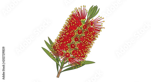 Quadro em tela Red bottlebrush flower illustration on white background