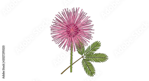 Foto Mimosa Pudica flower with leaves on white background.