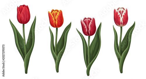 Bild auf Leinwand Four colorful tulips on white background