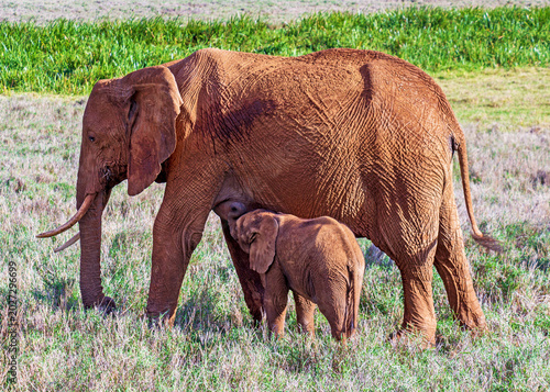 Photography Nursing Elephant