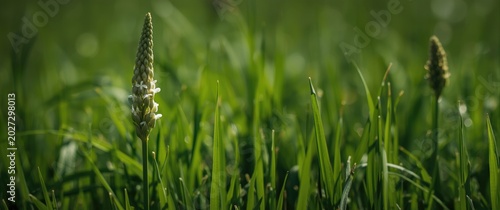 Blooming spring horsetail s...