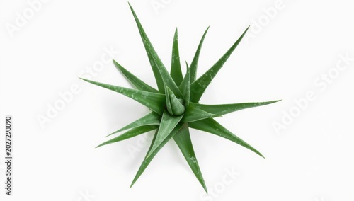 Aloe vera plant centered wi...
