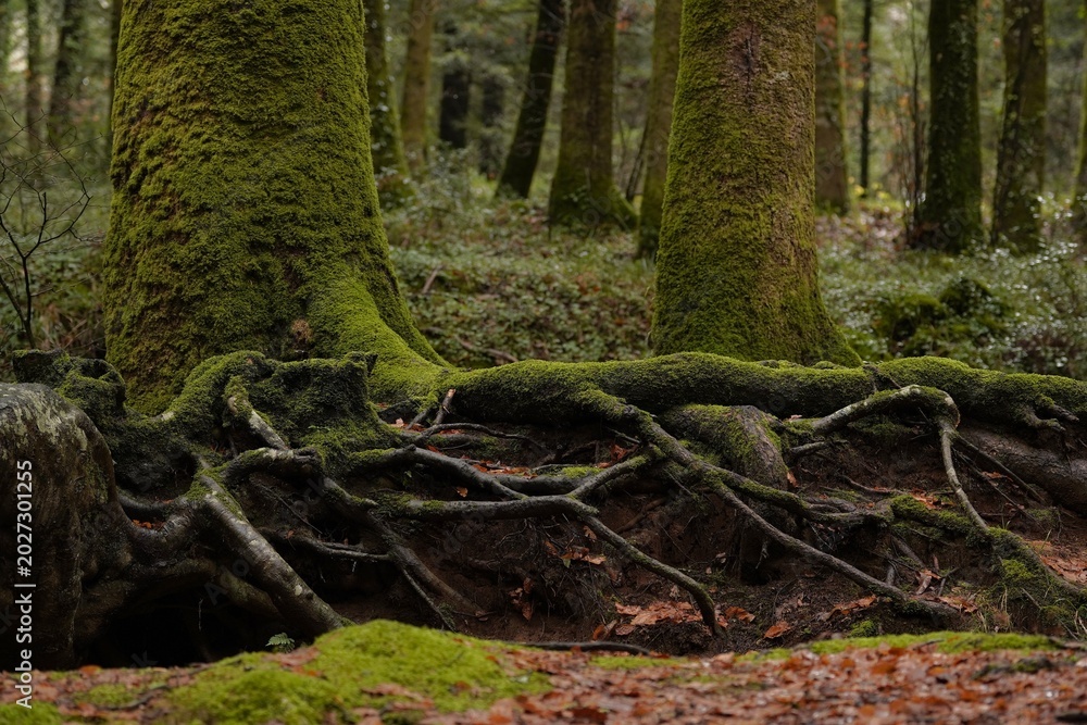 Obraz premium Mossy tree roots in an enchanted, dense forest. A close-up of thick, gnarled roots and tree trunks covered in lush green moss, revealing a dark and mystical forest floor covered in autumn foliage.