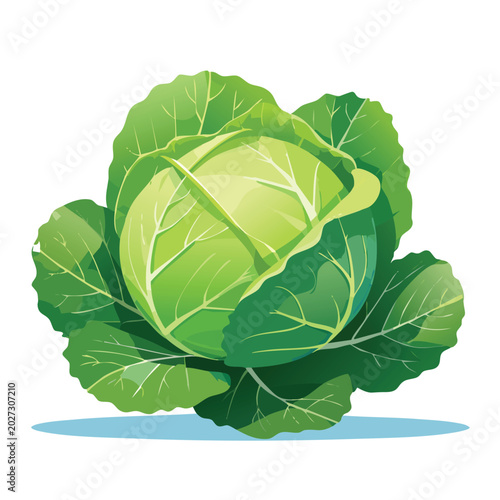 Fresh green cabbage isolated on white background for culinary and design uses