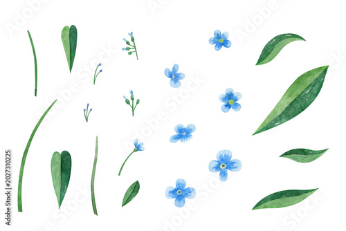 Forget me not flowers watercolor collection. Small blue wild flowers, leaves and stems. Isolated on white background.