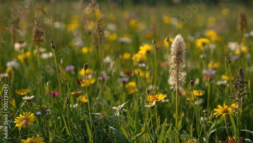 A sunlit meadow displaying ...