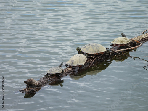 A group of aquatic turtles basking on a log, within the waters of Lake Arrowhead. Shenandoah Valley, Page County, Virginia