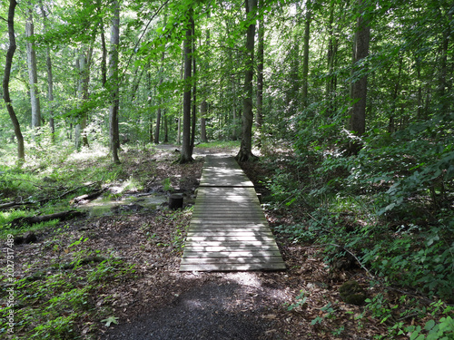 Visitors can enjoy a beautiful hike around Lake Arrowhead, as they pass through a beautiful woodland forest. Summer season, Shenandoah Valley, Page County, Virginia.