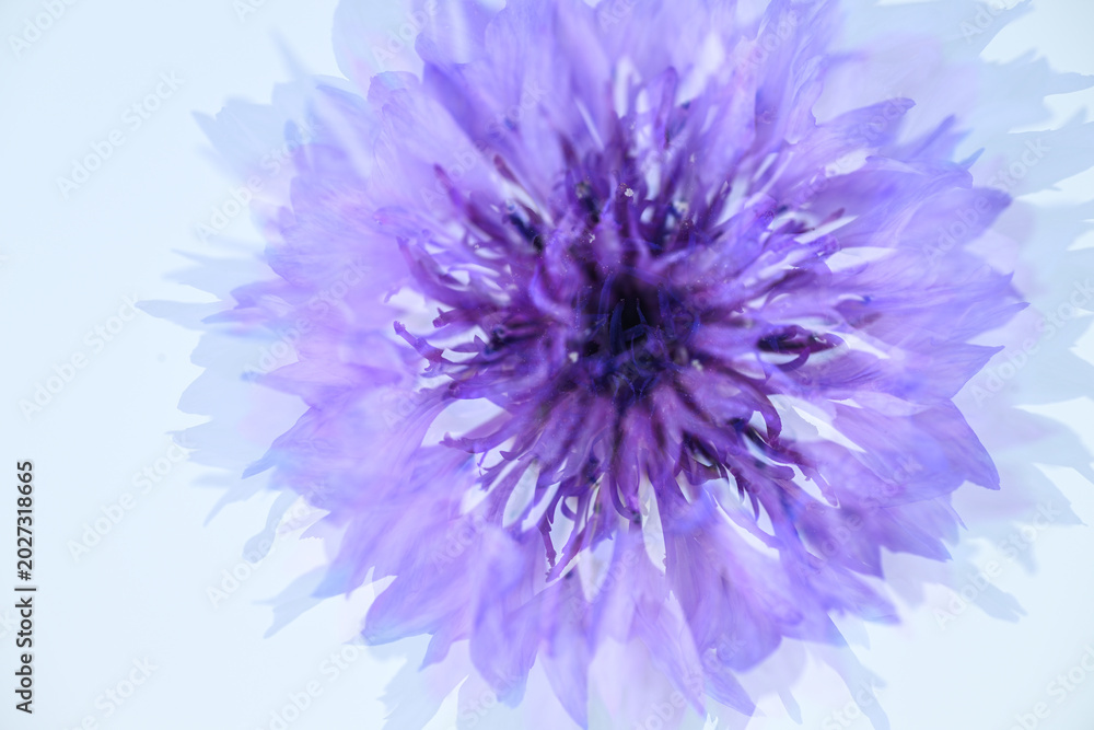 Obraz premium Close up of Bachelor's Button Flowers on Light Background