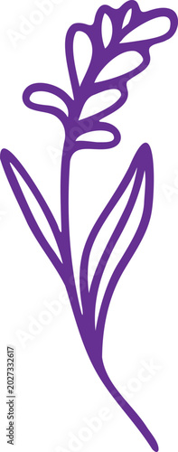 Lavende flower over the white background