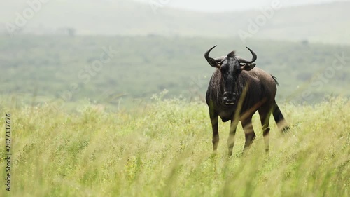 Blue wildebeest walking across open plains of Namibia, powerful African antelope moving through dry savanna landscape. Dynamic wildlife scene capturing speed, movement and freedom in the vast African