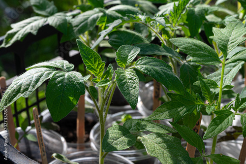 Young tomato seedlings in the garden before planting