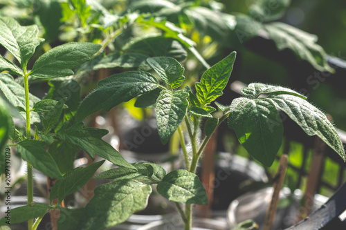 Young tomato seedlings in the sun