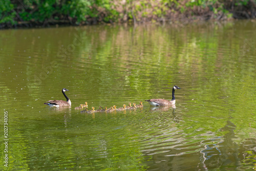 Canvas Print Pair Canada geese (Branta canadensis) with gosling