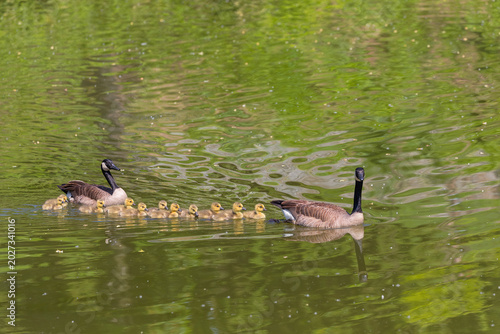 Canvas Print Pair Canada geese (Branta canadensis) with gosling