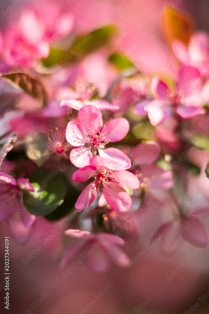 Naklejka premium Close-up macro photography of flowers in bloom