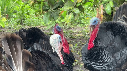 Two Wild Turkeys