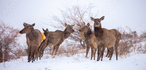 Canvas Print A deer in the mountains in winter with falling snow