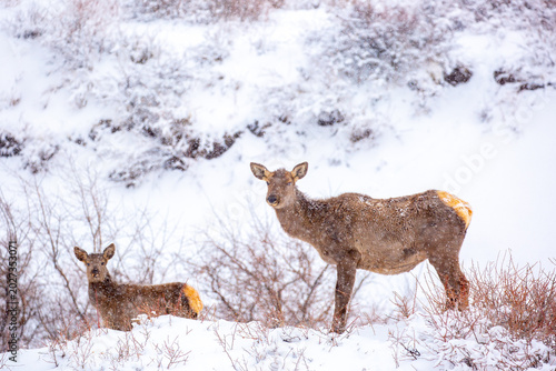 Canvas Print A deer in the mountains in winter with falling snow