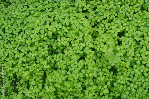 Green leaves covered with drops of water. The background image.