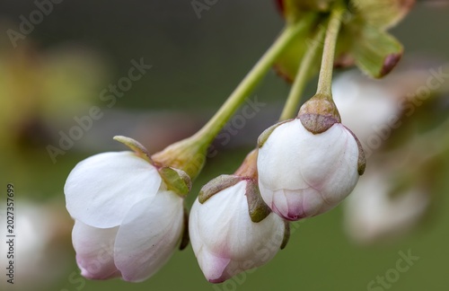Εκτύπωση καμβά Close up macro view of three delicate white and pink cherry blossom buds growing on a branch in early spring, captured with shallow depth of field and no people present