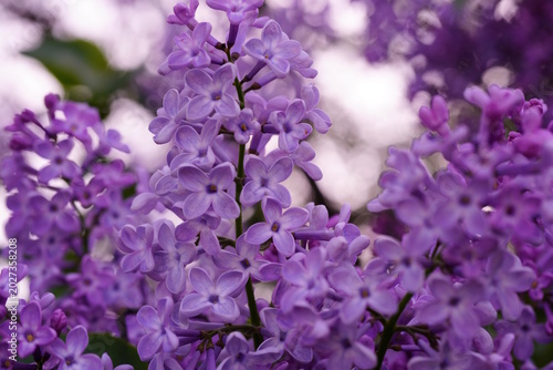 A branch of blooming lilac in close-up.