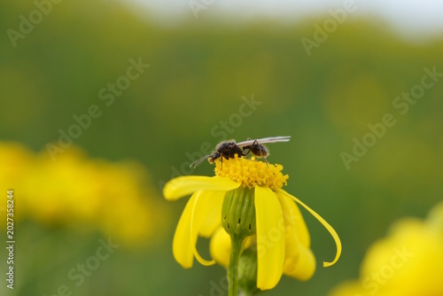 A bee collects pollen from wildflowers.
