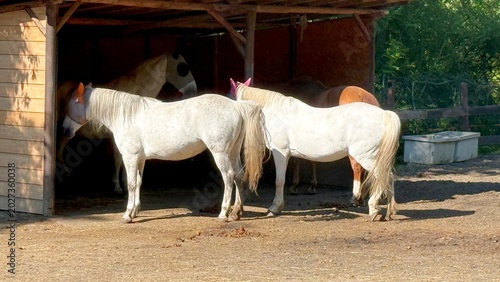 Photography White horses in the paddock