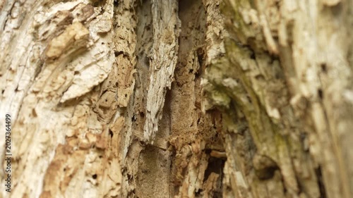 Close-up of decayed tree bark and rotten wood damaged by termites and wood-boring insects. Camera movement from top to bottom along textured tree trunk surface.