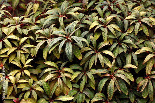Photos Striking ornamental lance-shaped foliage with a distinctive midrib stripe of the perennial woodland garden groundcover plant impatiens omeiana sango filling the frames