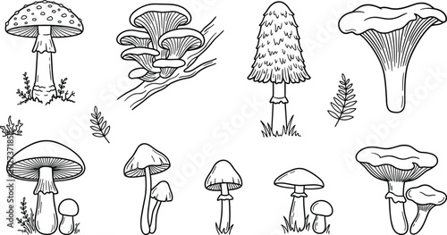 Bild auf Leinwand Wild mushrooms and forest fungi line art elements set with chanterelle amanita a