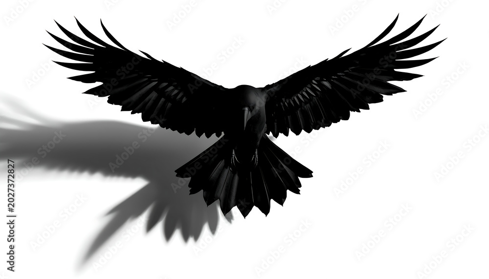Fototapeta premium Crow flying with wings fully extended casts a distinct dark shadow upon the stark white background area.