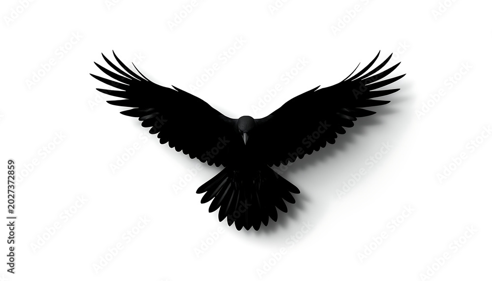 Fototapeta premium Raven soaring with black wings spread wide creates a stark silhouette against the plain white surface.
