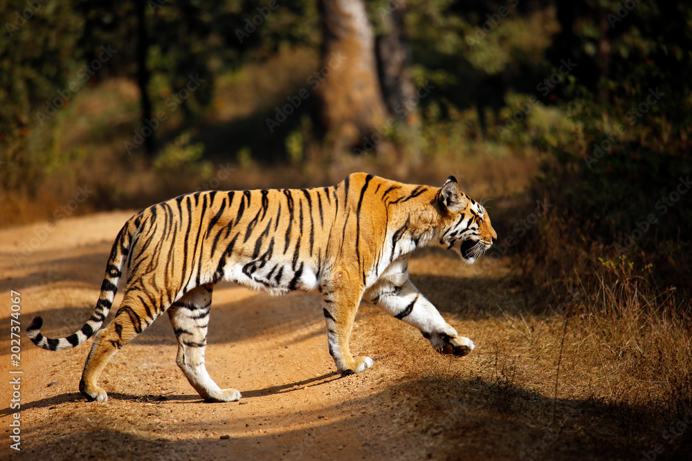 Fototapeta premium Bengal Tiger (Panthera tigris tigris) in Sunlight, Crossing a Forest Dirt Road. Pench National Park, India