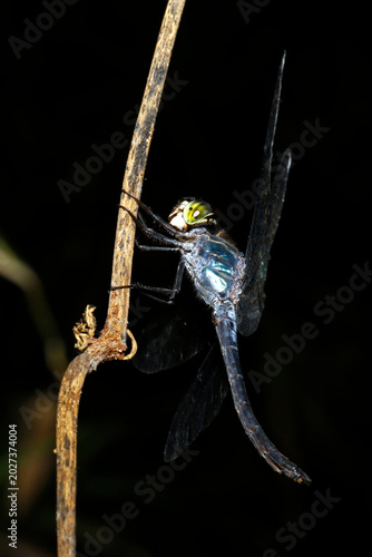 Canvas Print Close-up of a Dragonfly on a Stem
