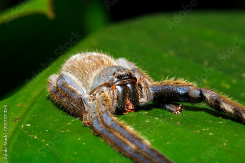 Canvas Print Close-up of a Tarantula Lying on a Leaf