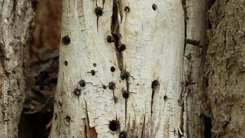 Close up of rotten tree trunk damaged by termites and wood boring insects. Camera moving vertically along decayed bark with visible holes and wood texture.